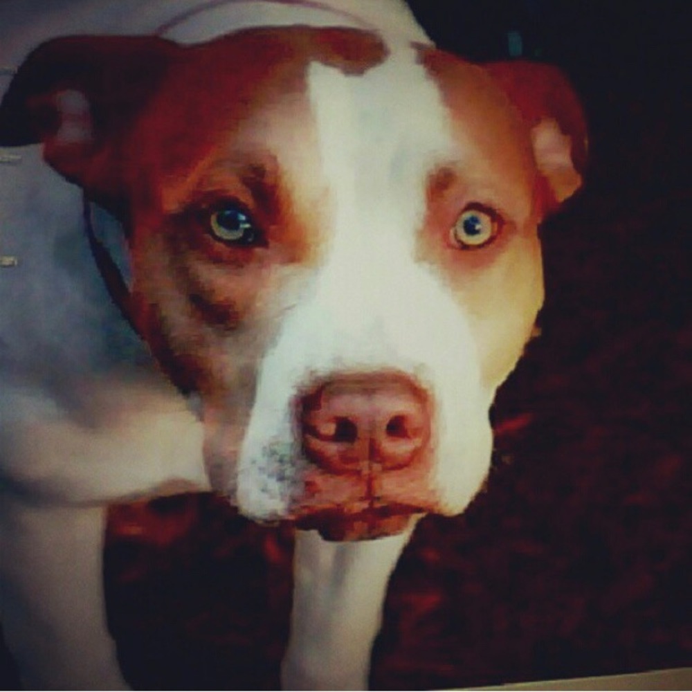 Meet your Posher, Nala